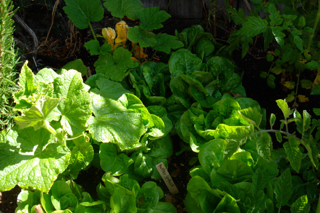 Child Friendly Garden